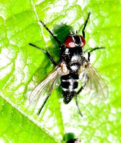 Gastrolepta anthracina